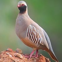 زاهر الغامدي