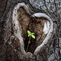 محمد رفعت الأمير