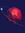 Bram (bram_kaandorp) | 34 comments