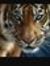 Tiger T...