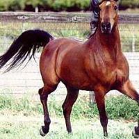 أحمد التركاوي