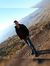 Jawad NT