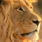 أسامة الدمشقي