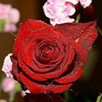 م.سوزان سعداللة