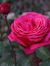 Fahad H...