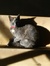 Kitty