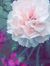 Tasneem...