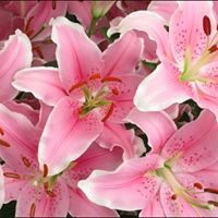 Галина Мельник