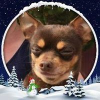 BearBarr Crystal Barr