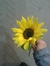 Gehad T...
