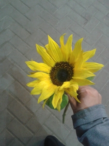 Gehad Tarek