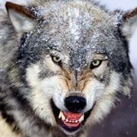 حسن القناوى