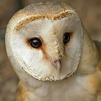 प्रिंस अर्णव