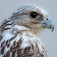 محمد الصيعري