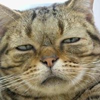 ต๊อก'แต๊ก กริ๊ง กริ๊ง