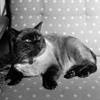 โตโตโร่ ลูกป้ามล