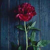 ريما القماطي