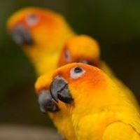 نور المسلمة