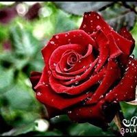 Fatima Al Sadiq