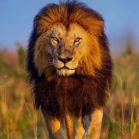 فهد العزيزي