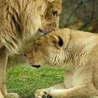 محمد عبد الحى