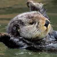 Nadnaree Borwondireklab