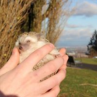 Phillip Thompson-Aue