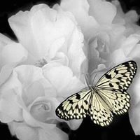 سلمى المنشاوي