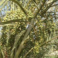 محمد ادعلي احيا