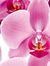Orchide...