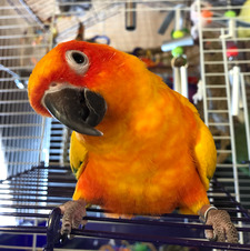 Nella
