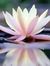 Dilip M...