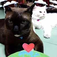 กีวี สีเขียว