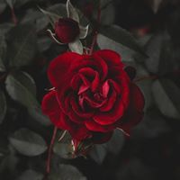 عيوش الشهري