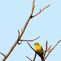 Dayananda Gurusiddappa