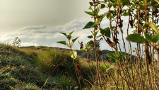 கௌதம்