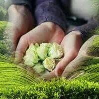 Eman Elsayed