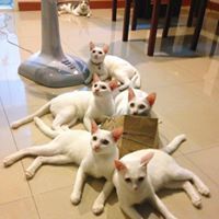 ป้าศรี เจ็ดตัว