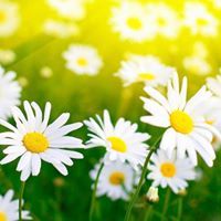 Энхчимэг Б.