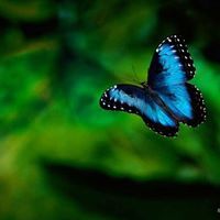 Salini Killimangalam