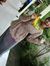 Dinda R...