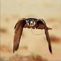 ولد المقابيل