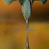 فالح جميعان