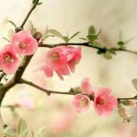 نوره السبيعي