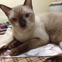 ตวงทิพย์ รักษาสุข