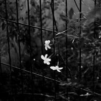 محمود جاب الله