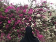 Rawda