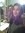 Lorena