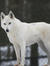 White Wolf