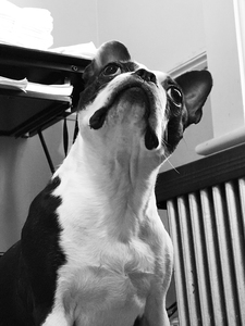 BostonTerrierLuv